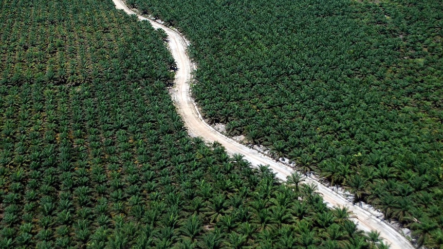 palm oil plantation reuters