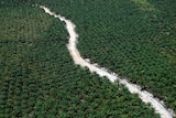 palm oil plantation reuters