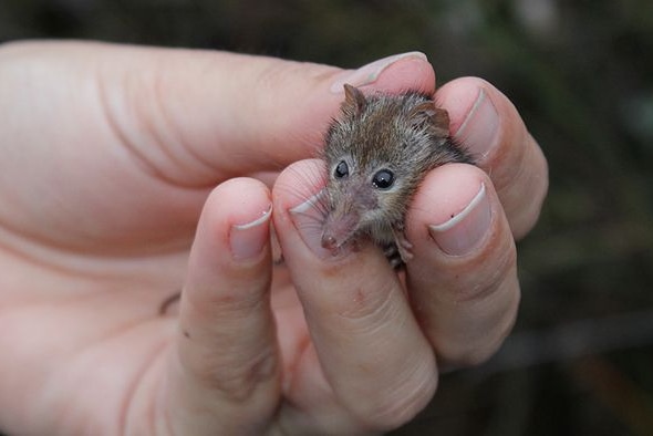 Tiny little cute furry animal