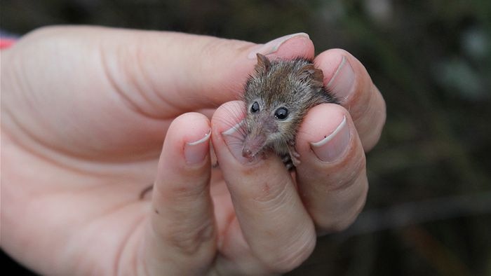 A honey possum is held in a researcher's hand.