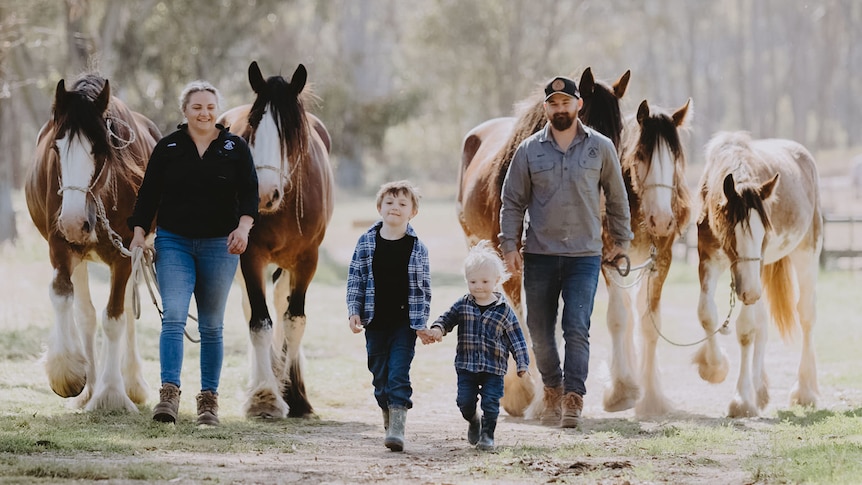 Two adults and two children walking with Clydesdale horses 