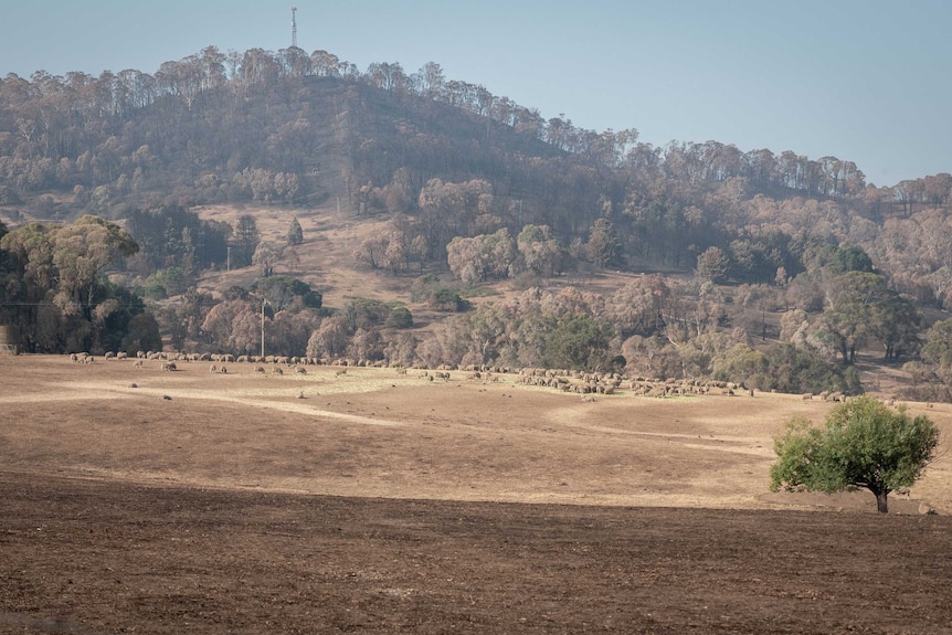 A flock of sheep graze on feed, on a lightly burnt out paddock, burnt out hill in the background.