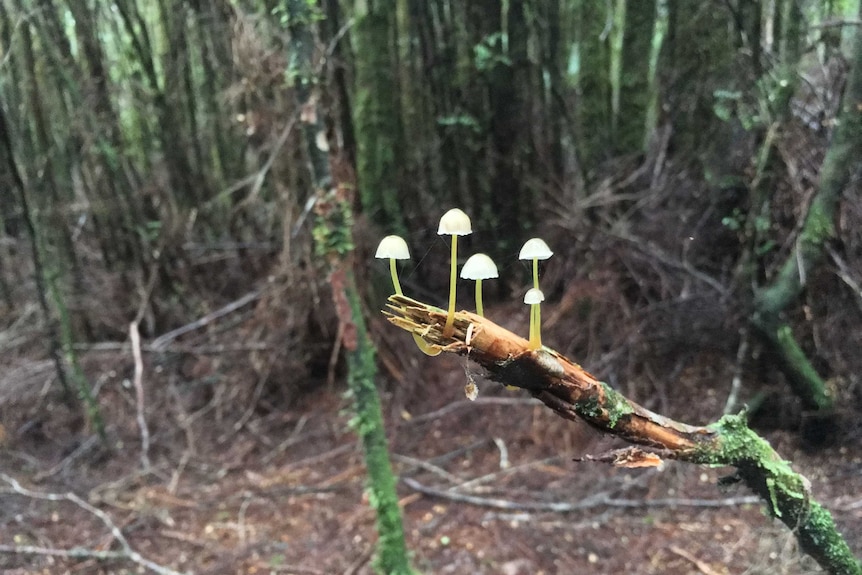 White mushrooms on a stick