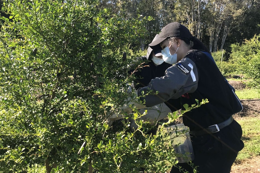 Two workers wearing masks and arm guards reach into a finger lime shrub.