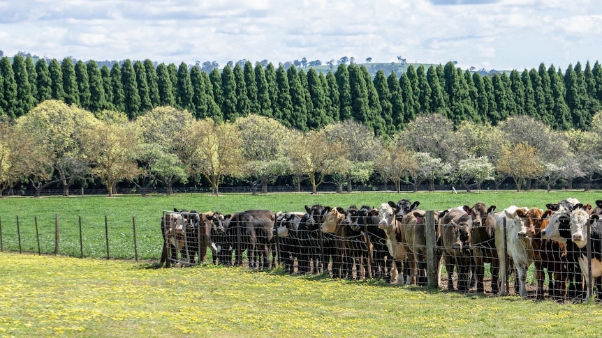 Cattle stand against a fence on lush green land with a backdrop of pine trees