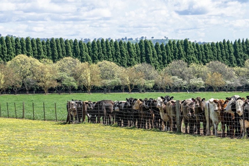 Cattle stand against a fence on lush green land with a backdrop of pine trees