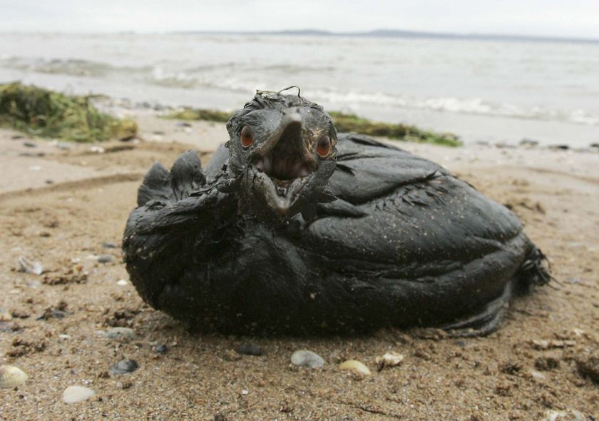 Владимирцев приглашают на черноморское побережье, но не отдыхать МК Владимир