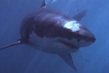 Great white shark (file)