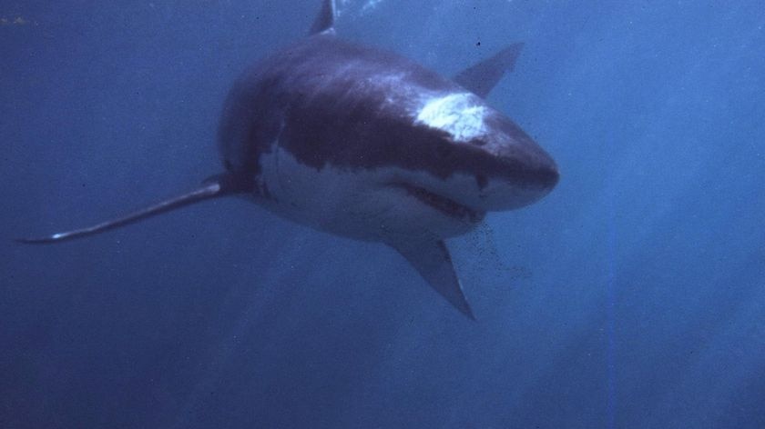 White Pointer shark.