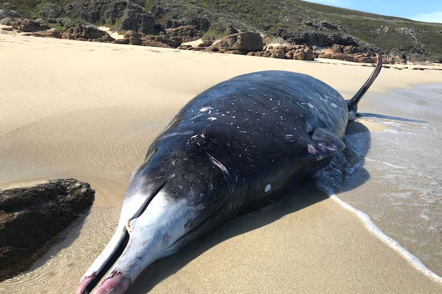 A whale carcass sits on a beach, with rocks and grassy hills in the background.