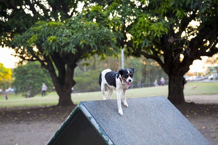 A dog on a platform in a dog park.