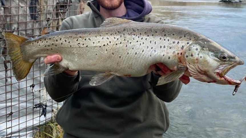 A fisher hold a large fish that has a hook in its mouth