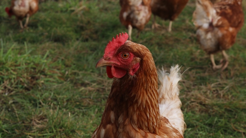 An orange and white chicken walks around on grass, surrounded by other chickens.