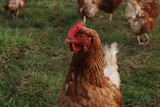 An orange and white chicken walks around on grass, surrounded by other chickens.