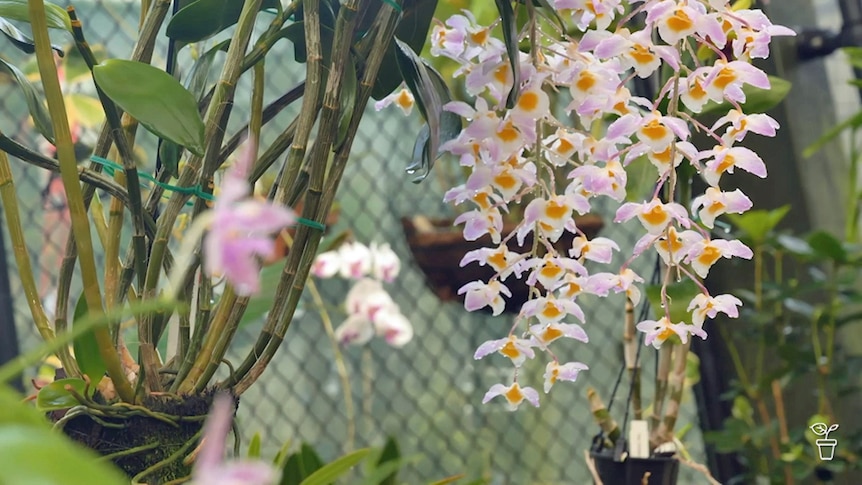 Flowering orchids growing in a greenhouse.