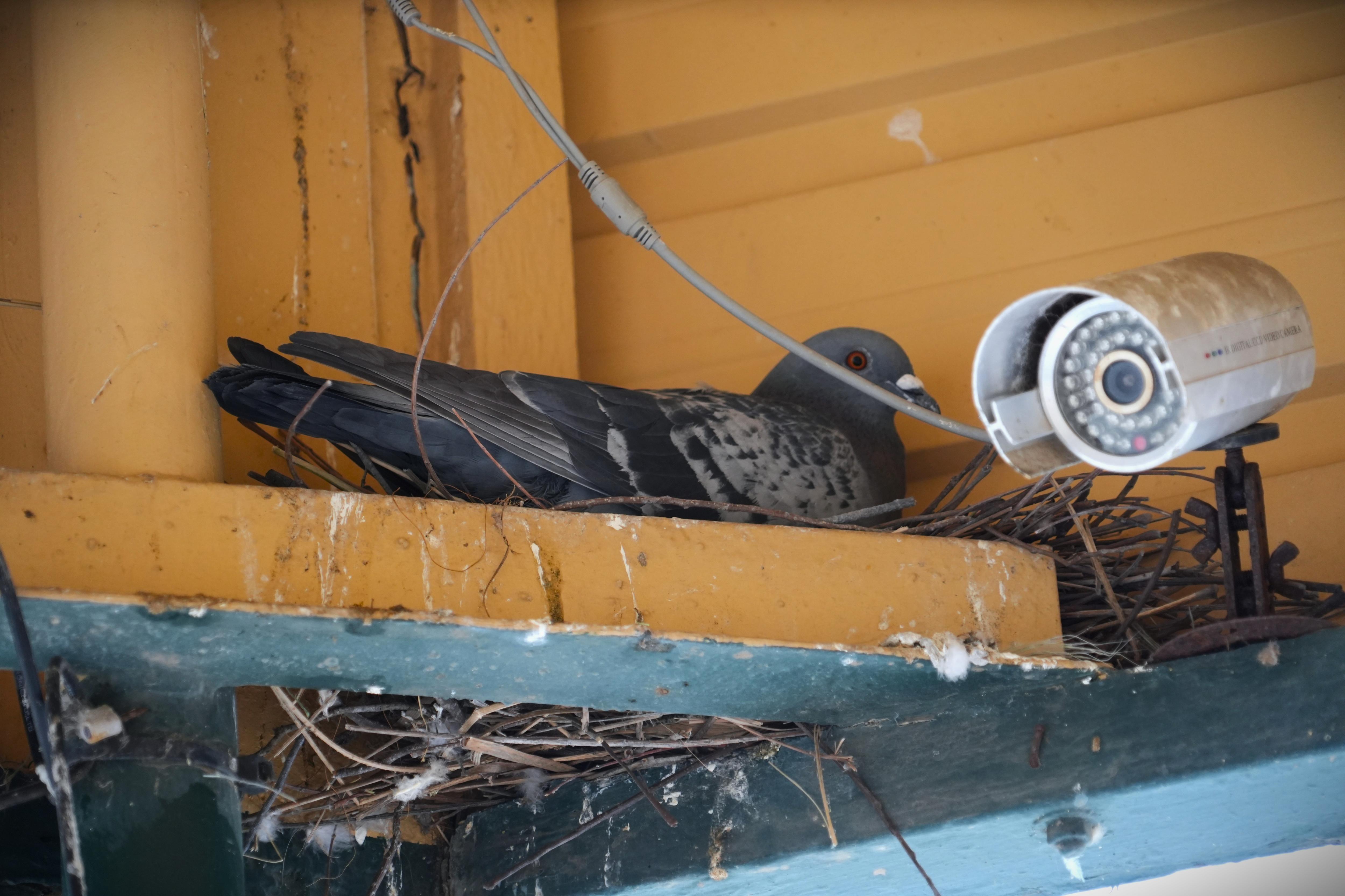 Small SA town's 'out of control' pigeon population