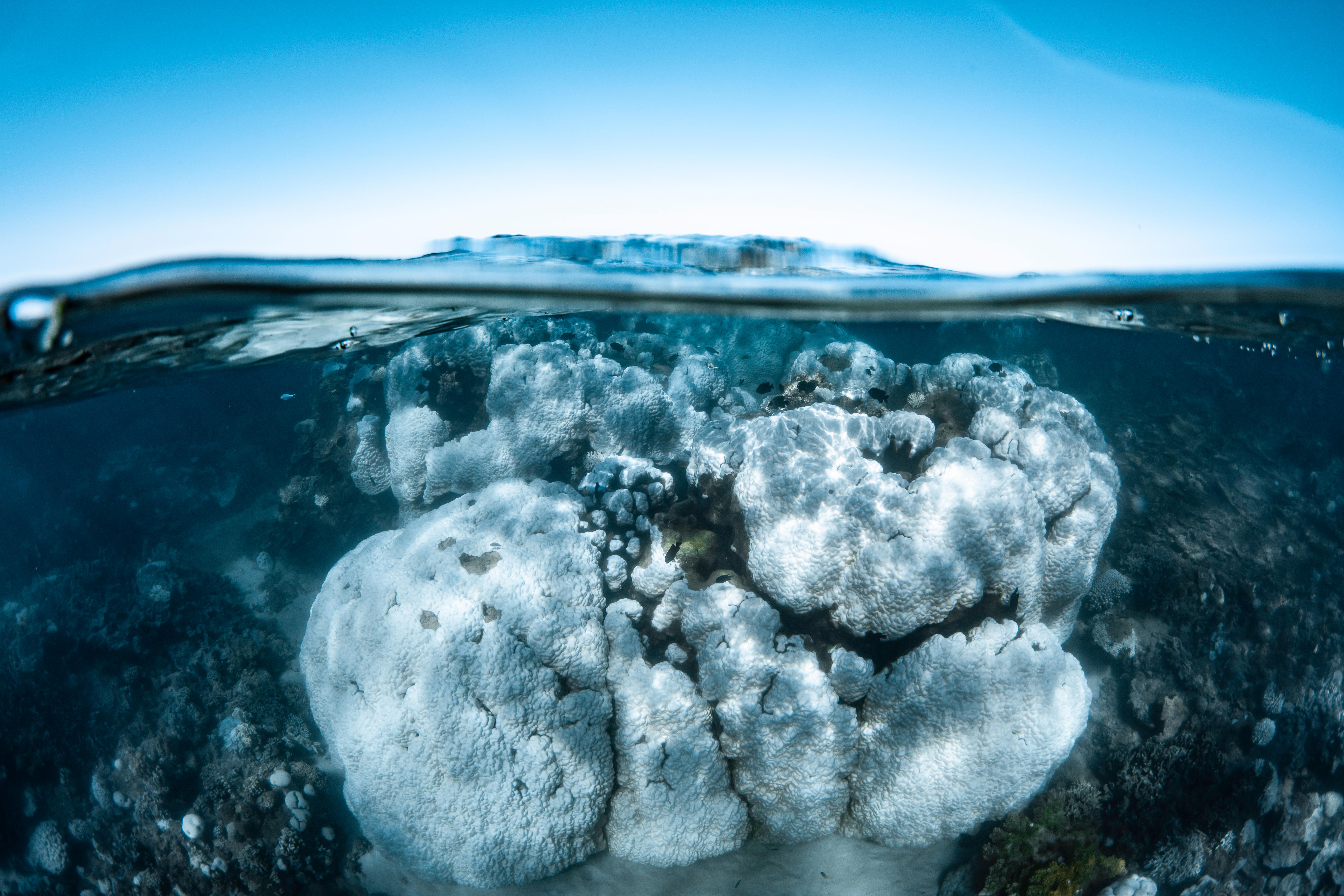 Coral bleaching at Ningaloo World Heritage Site might be the first
