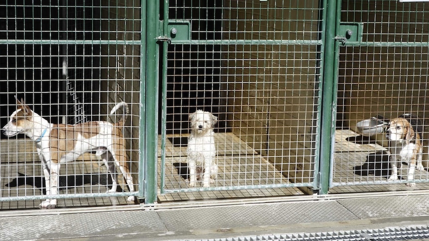 Surrendered dogs