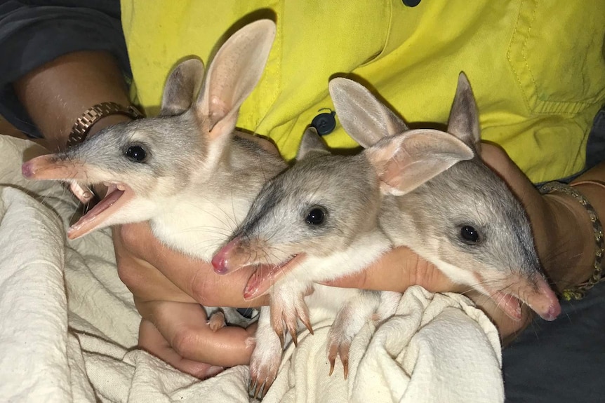 Bilby triples born at the Ipswich Nature Centre
