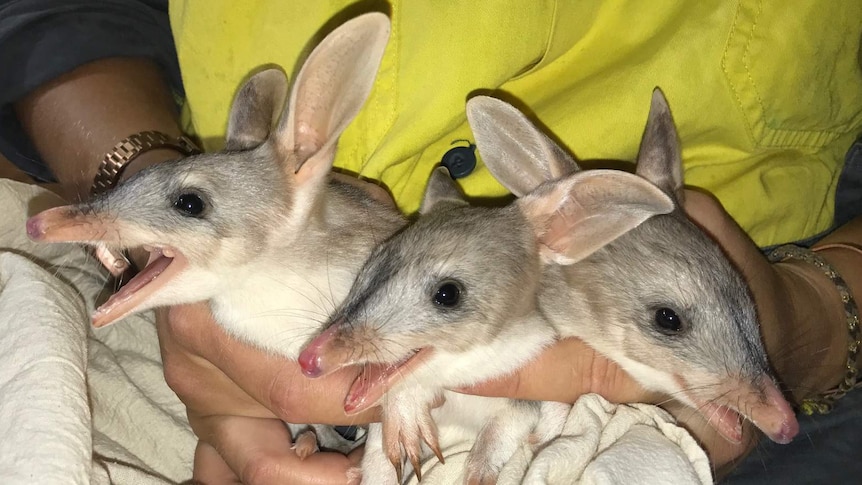 Bilby triples born at the Ipswich Nature Centre