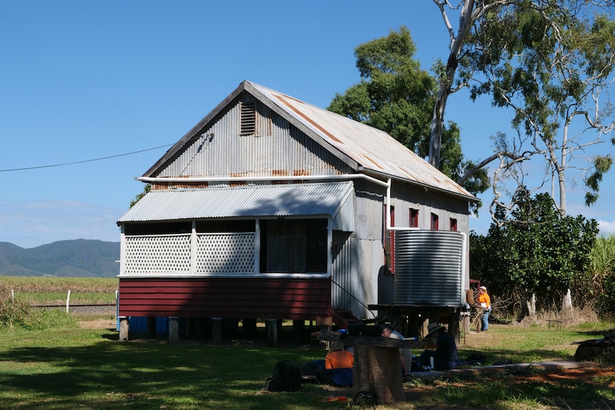 an old building made from timber and corrugated iron stands on a grassy area, with cane fields in the background