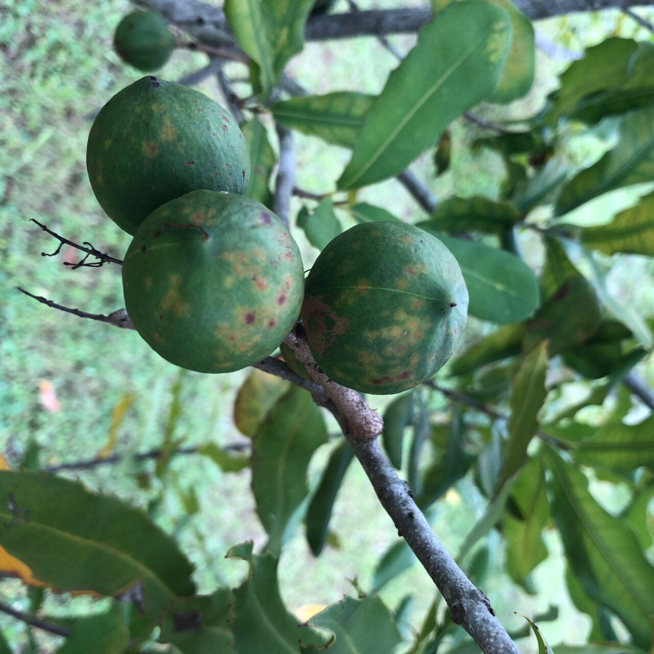 Macadamia tree shaking replaces fungicides in eliminating spread of