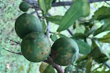Green macadamia nuts on a tree with brown and yellow disease spots on them.