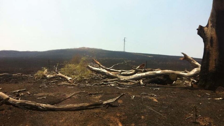 Fallen trees lie on burnt-out land at Bookham