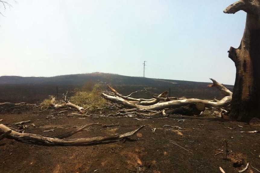 Fallen trees lie on burnt-out land at Bookham