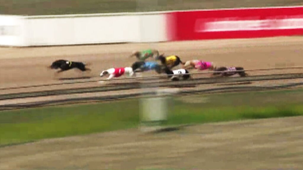 TasRacing accused of covering up greyhound injuries as opponents ...