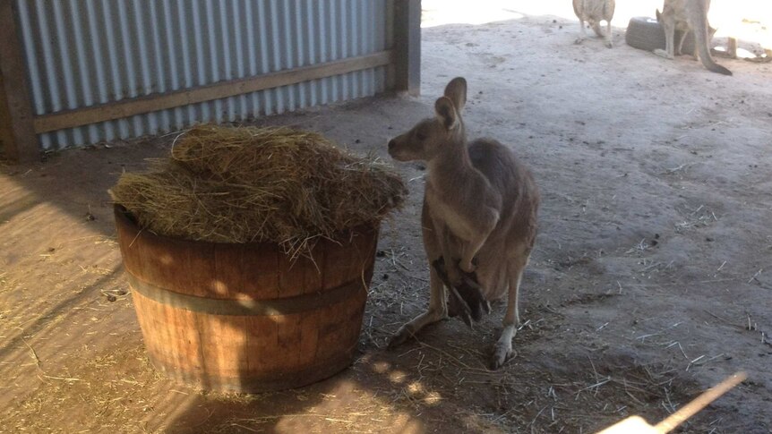 A kangaroo and a joey in a shed