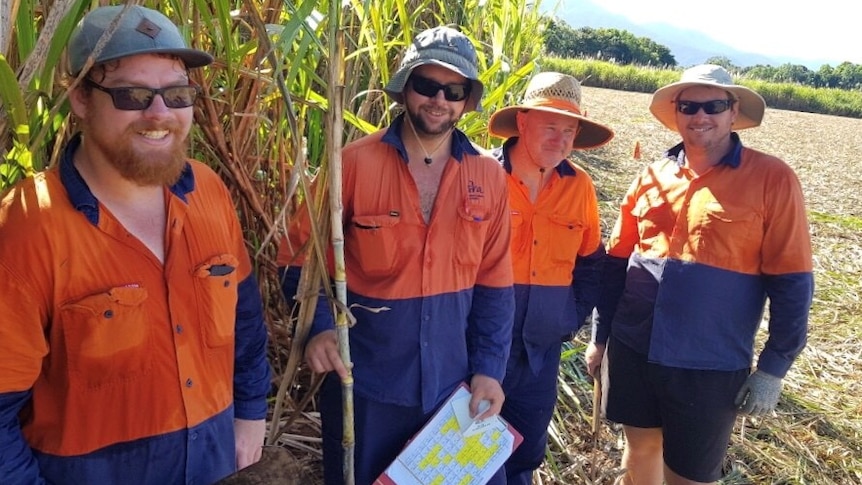 Four sugar field workers in cane paddock, one holding a cane knife being used to select stalks for plant breeding trials