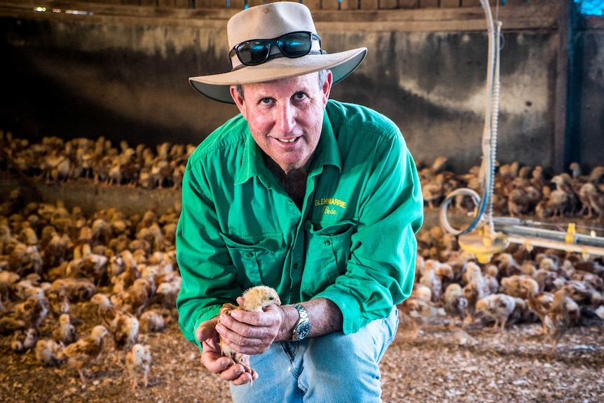 A man in an Akubra-style hat holds a baby chicken inside one of his sheds.