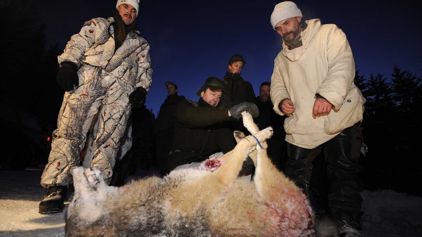 Swedish wolf hunters and their kill