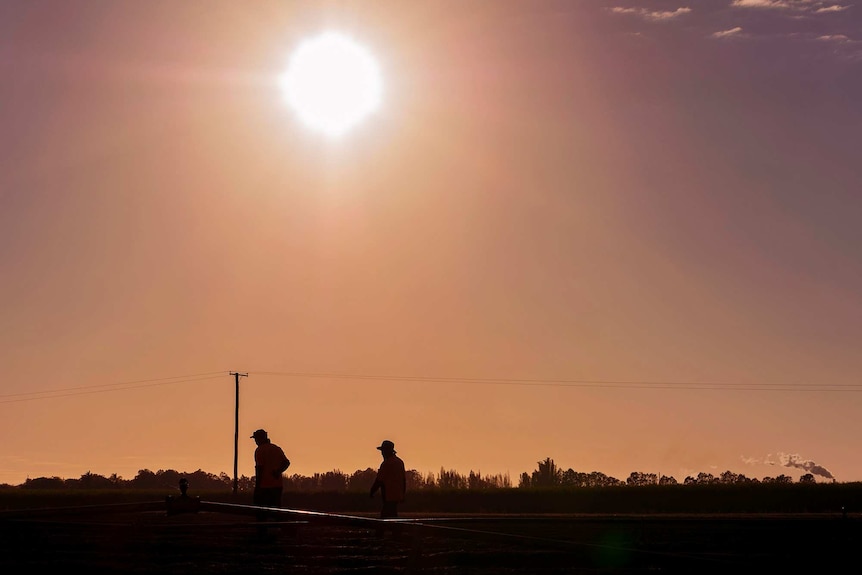 Two silhouettes of workers in a sweet potato field.