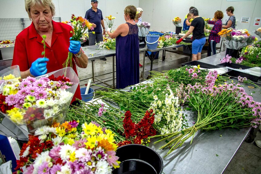 People stand at a table in a cold room cutting flowers.