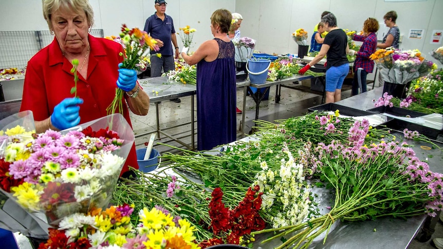 People stand at a table in a cold room cutting flowers.