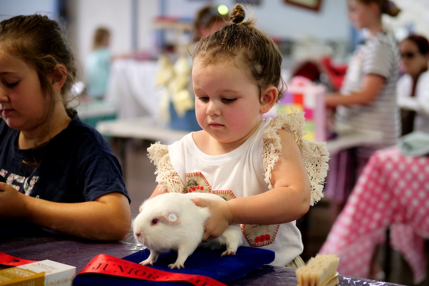 A toddler with a guinea pig on a table