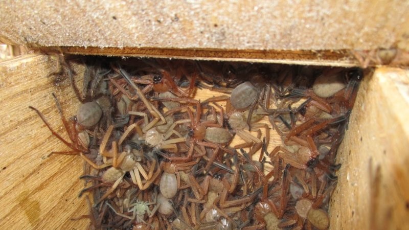 A box full of huntsman spiders