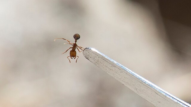 A close-up shot of a red imported fire ant held by tweezers.