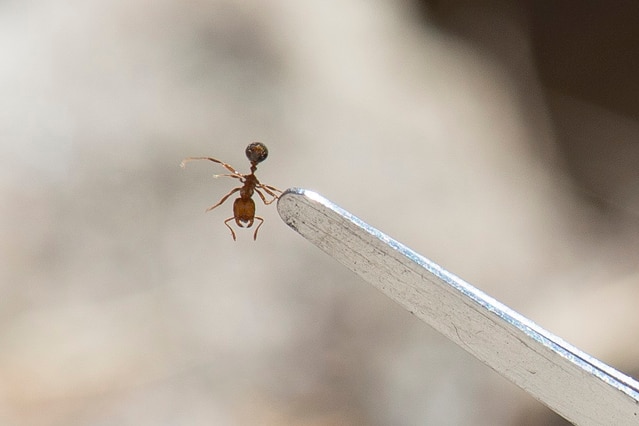 A close-up shot of a red imported fire ant held by tweezers.