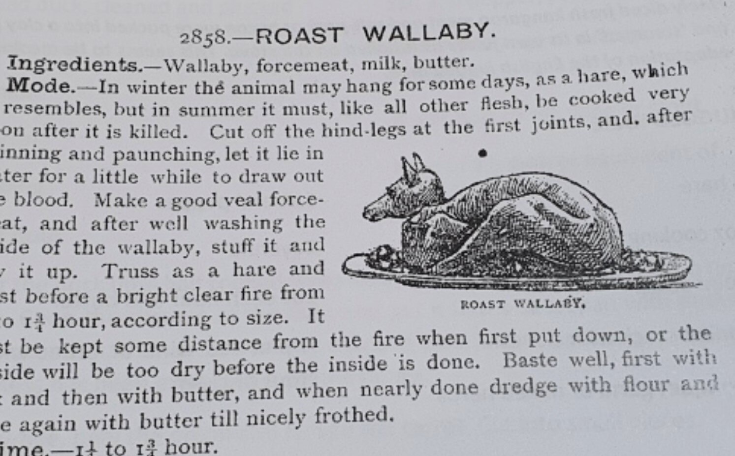 drawing of a wallaby on a plate next to a recipe from the 1800s on how to cook the roast 