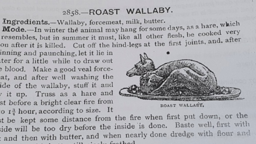 drawing of a wallaby on a plate next to a recipe from the 1800s on how to cook the roast 