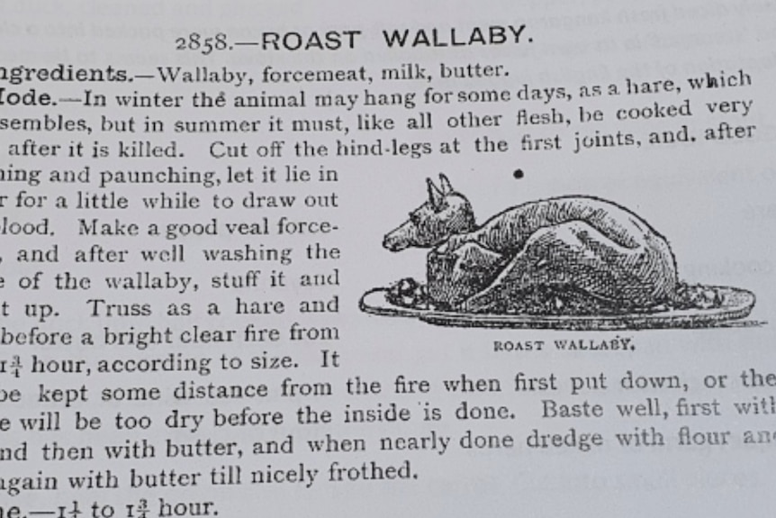 drawing of a wallaby on a plate next to a recipe from the 1800s on how to cook the roast 