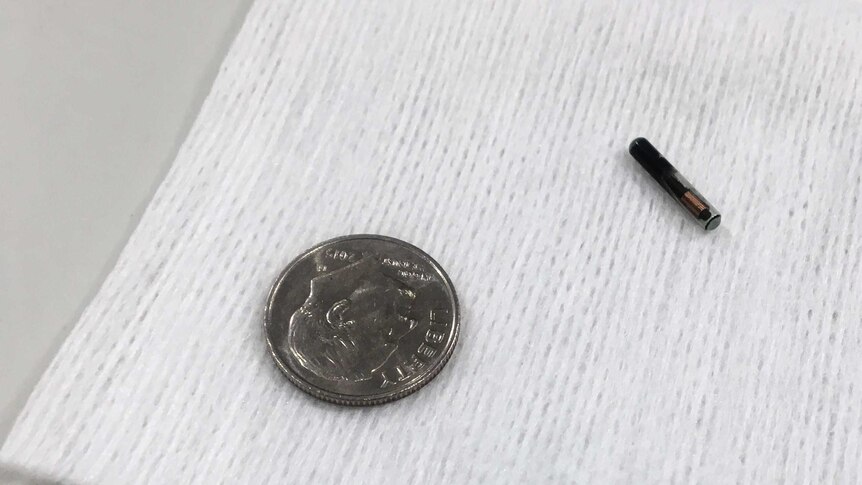 Microchip is slightly shorter than the diameter of a dime