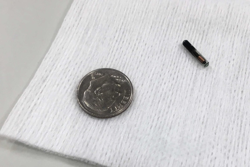 Microchip is slightly shorter than the diameter of a dime