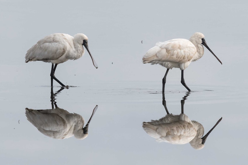 Picture of two large white birds and their reflections in the water