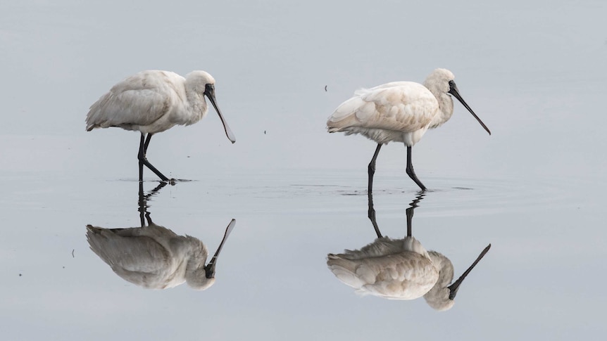 Picture of two large white birds and their reflections in the water