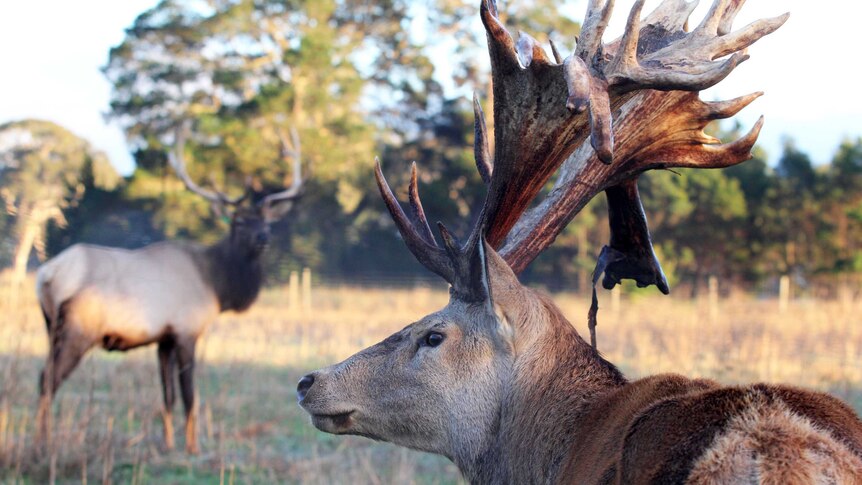 'Jester' has 42 points on his antlers and, at his peak, produced more than 8 kilograms of velvet in a single season.