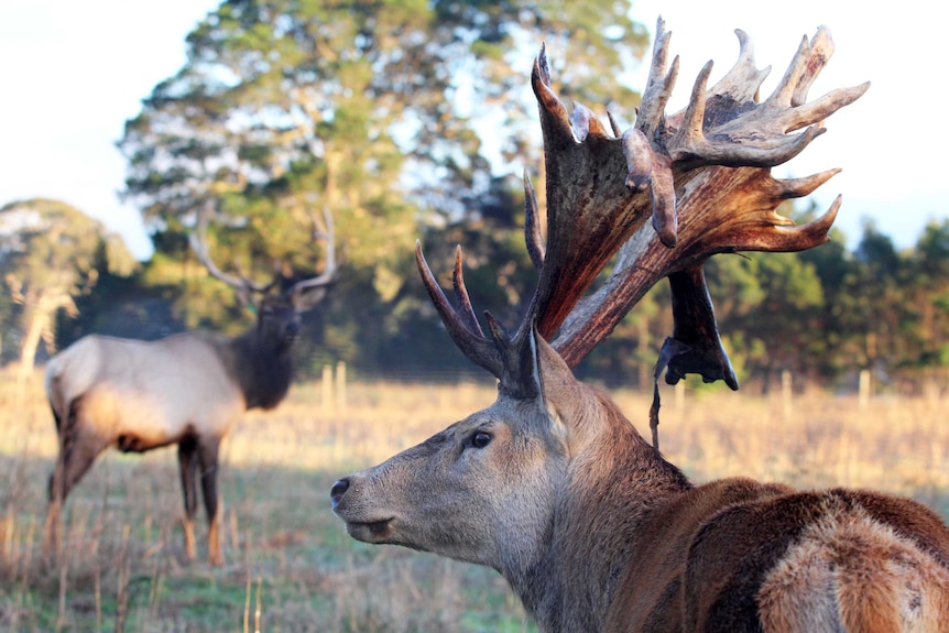 'Jester' has 42 points on his antlers and, at his peak, produced more than 8 kilograms of velvet in a single season.